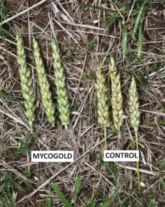 MycoGold treated wheat creates more bushels.